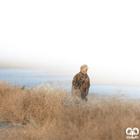 گونه عقاب دریایی دم سفید White tailed Eagle